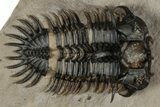 Short-Fork Walliserops Hammi Trilobite - Foum Zguid, Morocco #350501-3